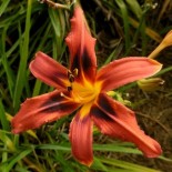 Hemerocallis 'Galaxy Explosion'