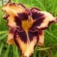 Hemerocallis 'Gavin Petit'