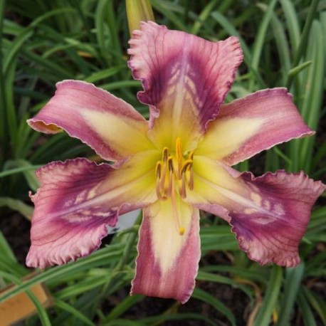 Hemerocallis 'Geneva Afterburner'