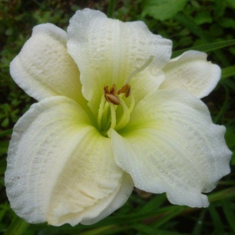 Hemerocallis 'Gentle Shepherd'