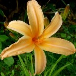 Hemerocallis 'Georges Cunningham'