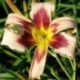 Hemerocallis 'German Ballerina  x de Colores'