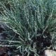 Helichrysum selago var macrophyllum