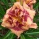 Hemerocallis 'Gerrie Frankenberger'