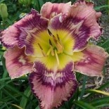 Hemerocallis 'Get Jiggy'