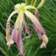 Hemerocallis 'Giant Teratorn'