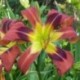 Hemerocallis 'Ginger Swallowtail'