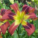 Hemerocallis 'Ginger Swallowtail'