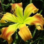 Hemerocallis 'Ginger Twist'