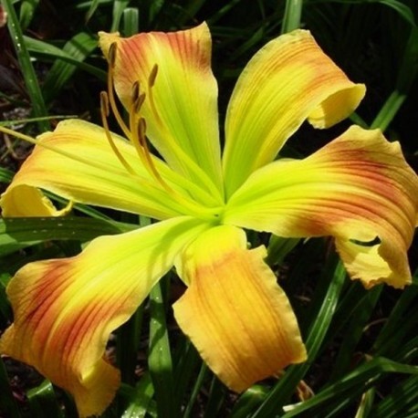 Hemerocallis 'Ginger Twist'