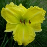 Hemerocallis 'Girl Scout'