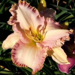 Hemerocallis 'Girls Will Be Girls'