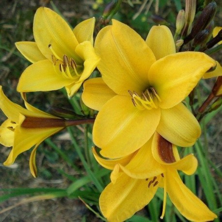 Hemerocallis 'Golden Chimes'