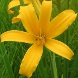 Hemerocallis 'Golden Scepter'