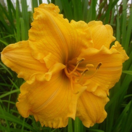 Hemerocallis 'Golden Scroll'