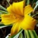 Hemerocallis 'Golden Zebra'