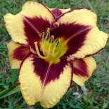 Hemerocallis 'Goldenzelle'