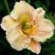 Hemerocallis 'Graceland'