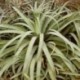 Agave bracteosa