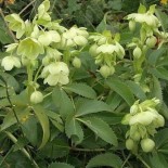 Helleborus argutifolius