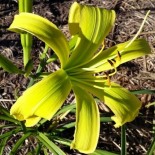 Hemerocallis 'Green Arrow'