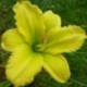 Hemerocallis 'Green Flutter'