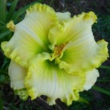 Hemerocallis 'Green Mystique'