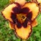 Hemerocallis 'Halloween Trick'