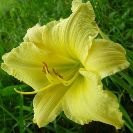 Hemerocallis 'Happy Returns'