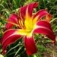 Hemerocallis 'Heavenly Lasting Impressions'