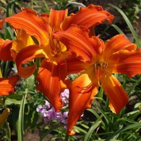 Hemerocallis 'Heavenly Orange Blaze'