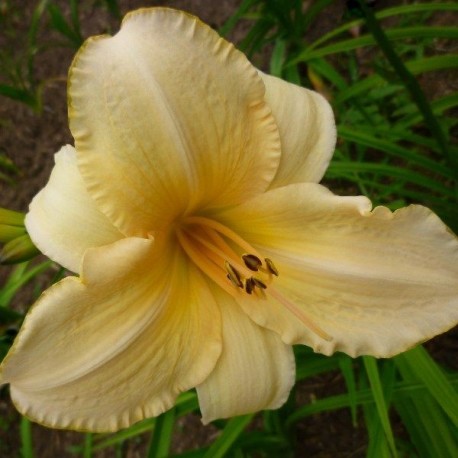 Hemerocallis Helle Berlinerin'