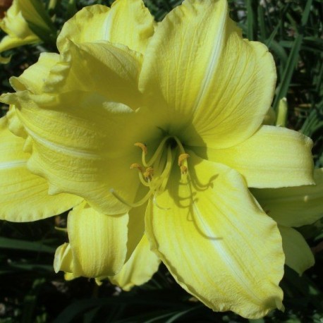 Hemerocallis 'High Mogul'