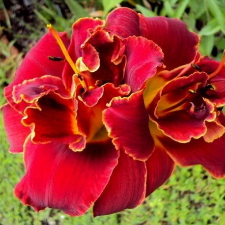 Hemerocallis 'Highland Lord'