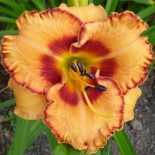 Hemerocallis 'Homeplace Bull's Eye'