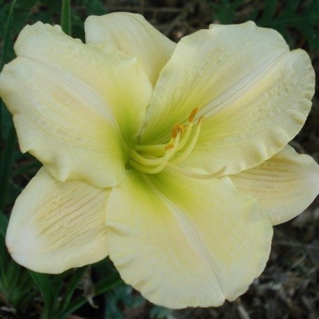 Hemerocallis 'Hope Diamond'