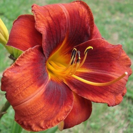 Hemerocallis 'Hot Town'