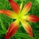 Hemerocallis 'Hot Wheels'