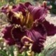 Hemerocallis 'Hurricane Swirls'