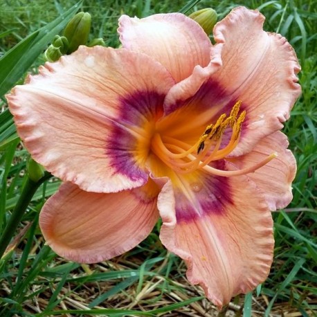 Hemerocallis 'I Don't Kid'