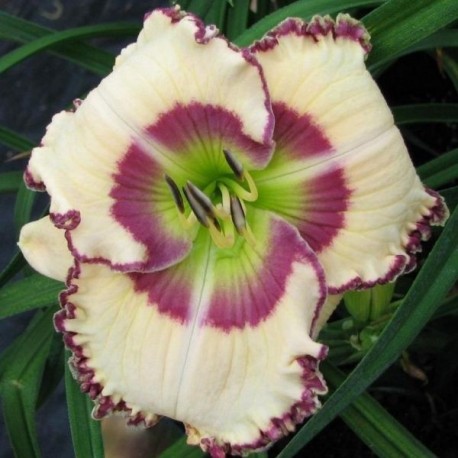 Hemerocallis 'Ian Fleming'