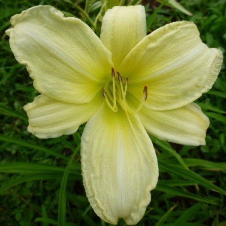 Hemerocallis 'Ice Carnival'