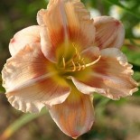 Hemerocallis 'Ile de Ré'