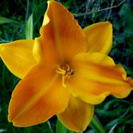 Hemerocallis 'Incandescent'