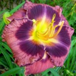 Hemerocallis 'Incendiary'