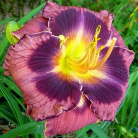 Hemerocallis 'Incendiary'