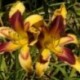 Hemerocallis 'Indian Sky'