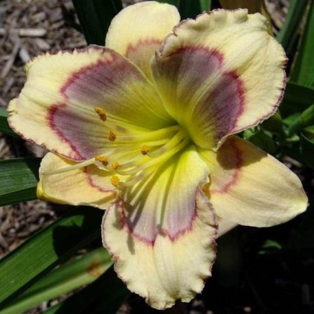 Hemerocallis 'Into the Blue'