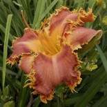 Hemerocallis 'Irish Vampire Fangs'