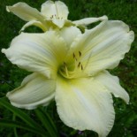 Hemerocallis 'Iron Gate Glacier'